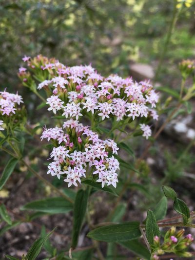 Stevia plummerae, photographed by Cecelia Alexander