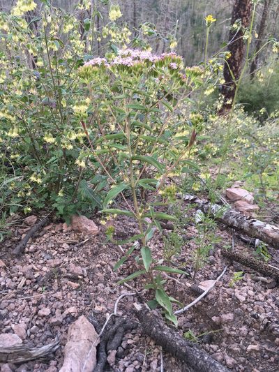 Stevia plummerae, photographed by Cecelia Alexander
