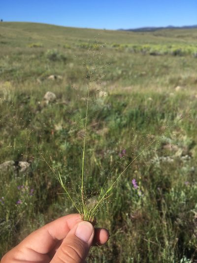 Muhlenbergia minutissima, photographed by Cecelia Alexander