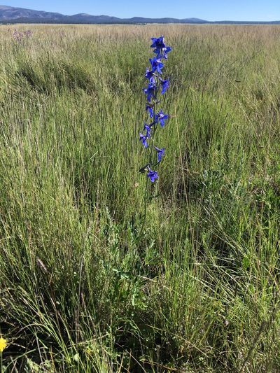 Delphinium scopulorum, photographed by Cecelia Alexander