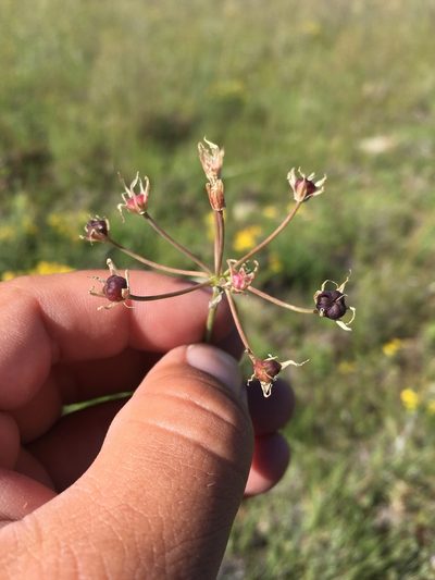 Allium rhizomatum, photographed by Cecelia Alexander