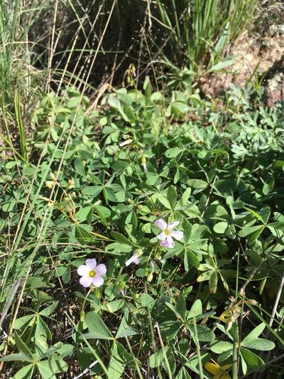 Oxalis caerulea, photographed by Cecelia Alexander