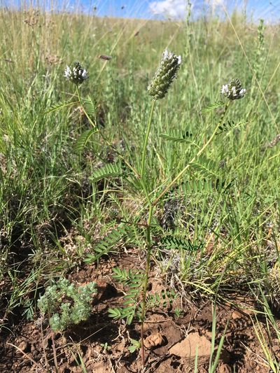 Dalea urceolata, photographed by Cecelia Alexander