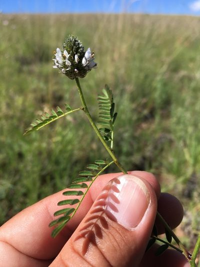 Dalea urceolata, photographed by Cecelia Alexander