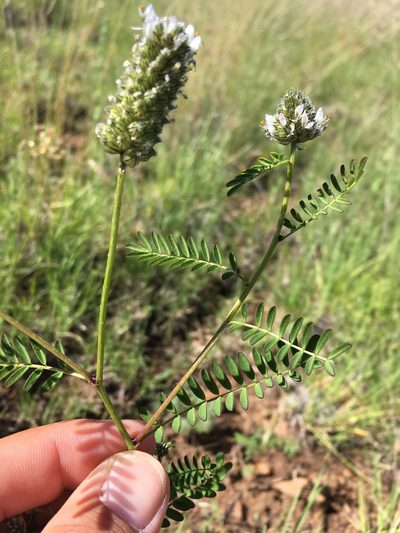 Dalea urceolata, photographed by Cecelia Alexander
