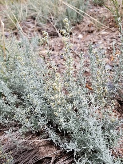 Artemisia carruthii, photographed by Rod