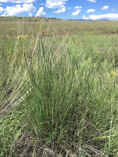 Muhlenbergia wrightii, photographed by Cecelia Alexander