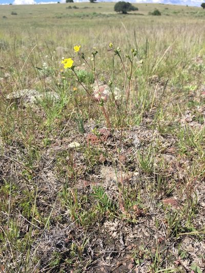 Potentilla crinita, photographed by Cecelia Alexander