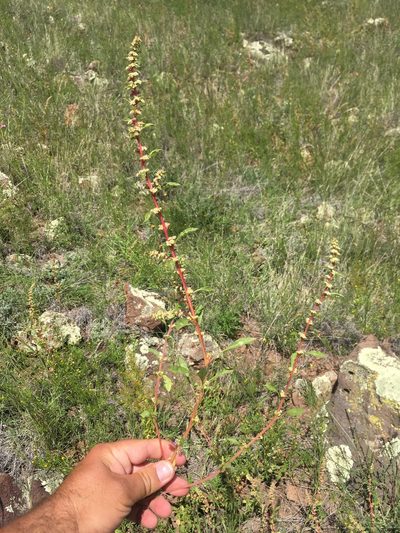 Amaranthus watsonii, photographed by Cecelia Alexander