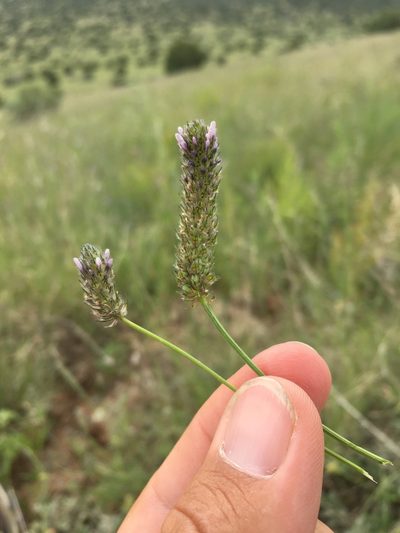 Dalea polygonoides, photographed by Cecelia Alexander