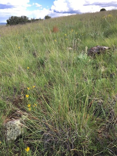 Muhlenbergia montana, photographed by Cecelia Alexander
