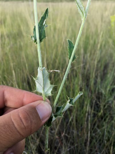 Cirsium wheeleri, photographed by Cecelia Alexander