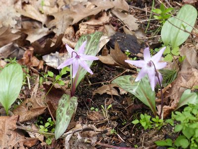 Erythronium hendersonii, photographed by eamonccorbett
