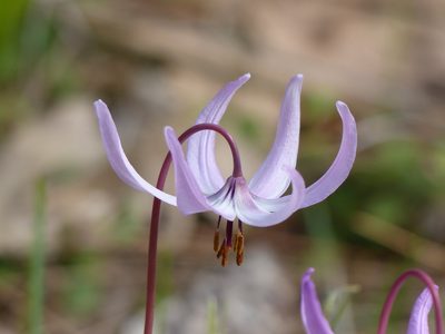 Erythronium hendersonii, photographed by eamonccorbett