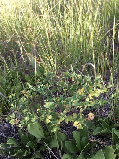 Euphorbia chamaesula, photographed by Cecelia Alexander