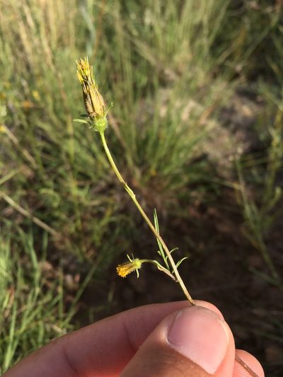 Bidens tenuisecta, photographed by Cecelia Alexander