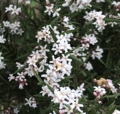 Leucopogon capitellatus, photographed by Ann Bentley