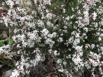 Leucopogon capitellatus, photographed by Ann Bentley