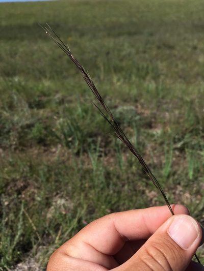 Aristida arizonica, photographed by Cecelia Alexander