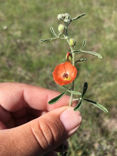 Sphaeralcea digitata, photographed by Cecelia Alexander
