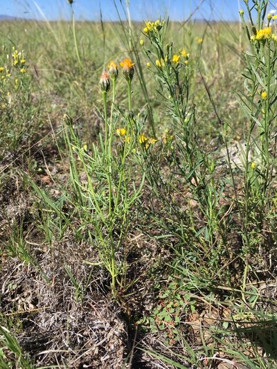 Adenophyllum wrightii, photographed by Cecelia Alexander