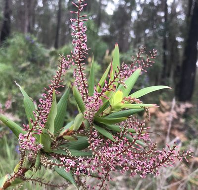 Leucopogon verticillatus, photographed by Ann Bentley