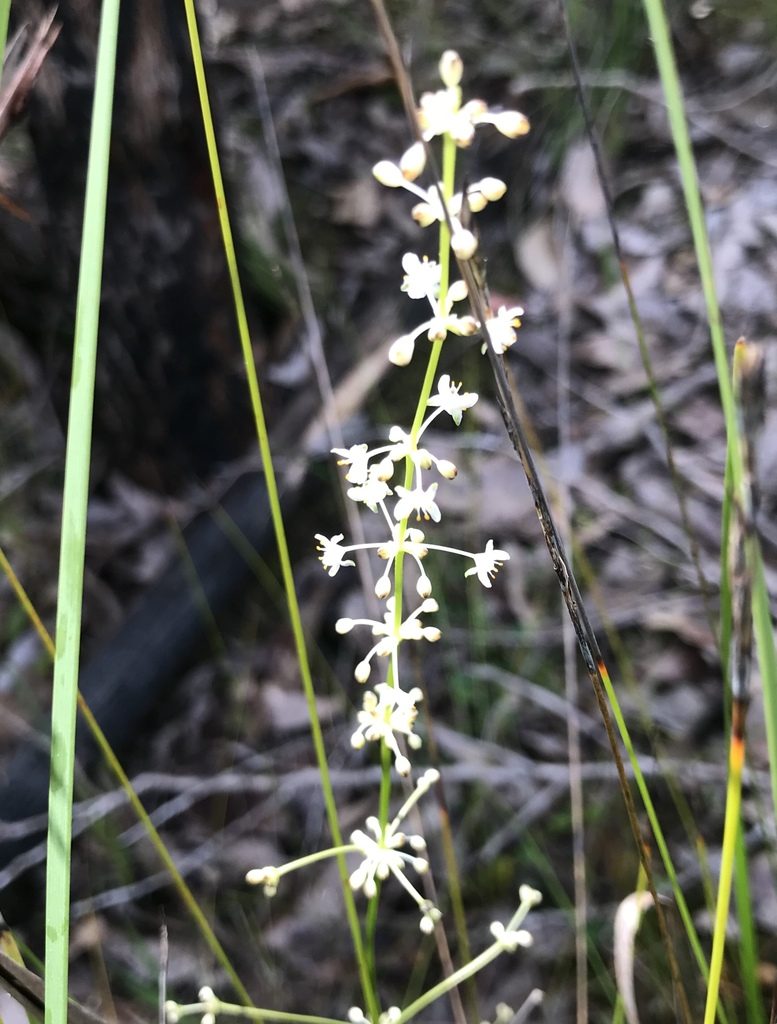 Lomandra nigricans, photographed by Ann Bentley