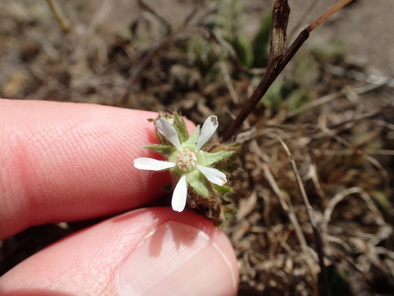 Potentilla marinensis, photographed by rockybajada