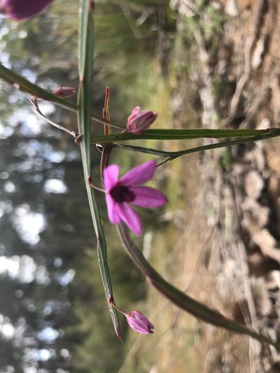 Tetratheca affinis, photographed by Ann Bentley