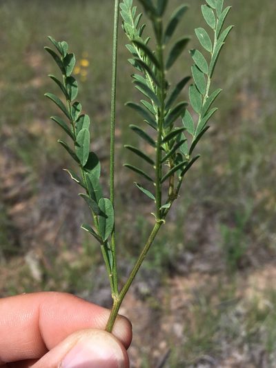 Astragalus egglestonii, photographed by Cecelia Alexander