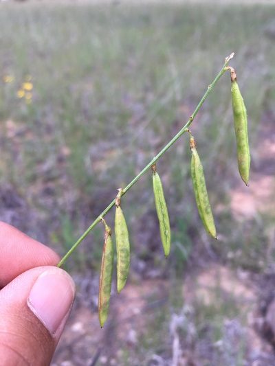 Astragalus egglestonii, photographed by Cecelia Alexander