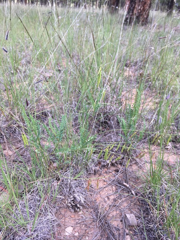 Astragalus egglestonii, photographed by Cecelia Alexander