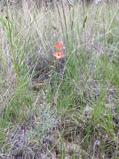 Sphaeralcea digitata, photographed by Cecelia Alexander