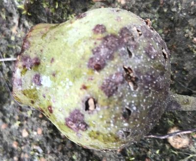 Corymbia calophylla, photographed by Ann Bentley
