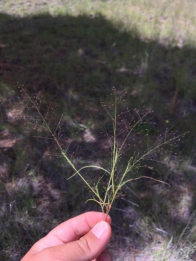 Muhlenbergia minutissima, photographed by Cecelia Alexander