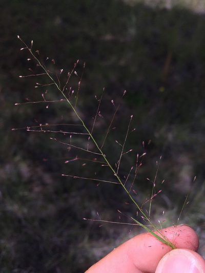 Muhlenbergia minutissima, photographed by Cecelia Alexander