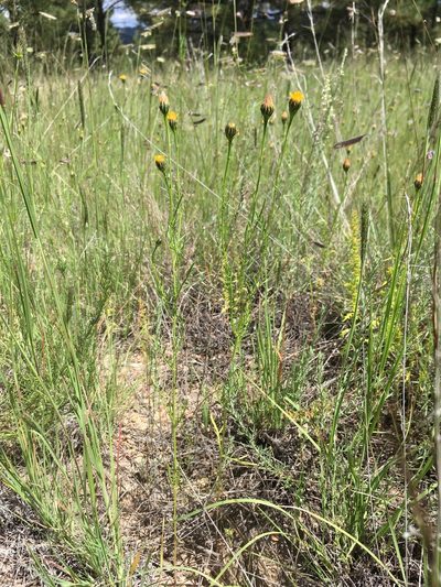 Adenophyllum wrightii, photographed by Cecelia Alexander