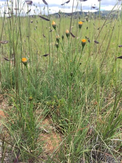 Adenophyllum wrightii, photographed by Cecelia Alexander