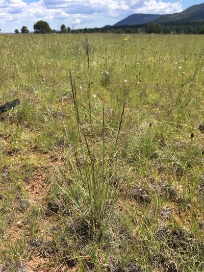 Aristida arizonica, photographed by Cecelia Alexander