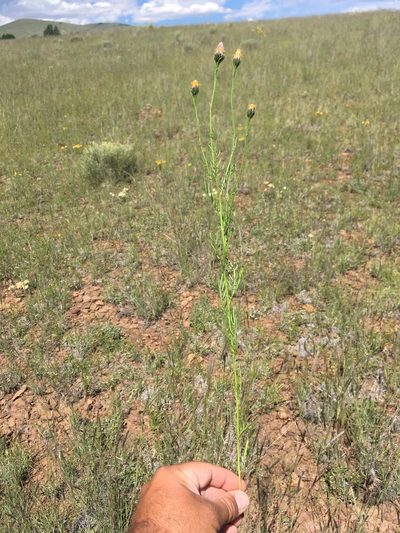 Adenophyllum wrightii, photographed by Cecelia Alexander