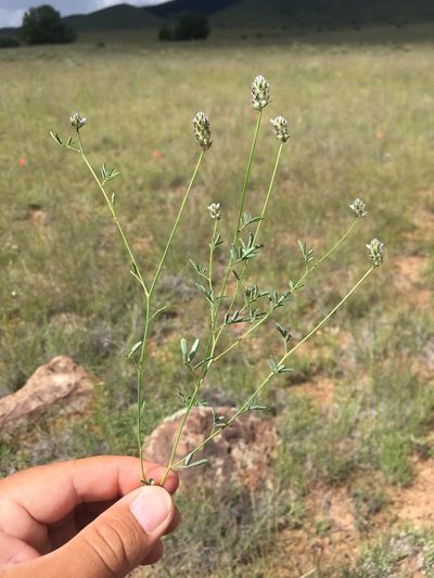 Dalea polygonoides, photographed by Cecelia Alexander
