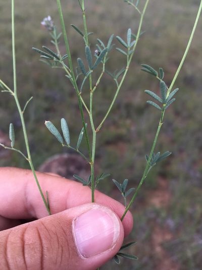 Dalea polygonoides, photographed by Cecelia Alexander
