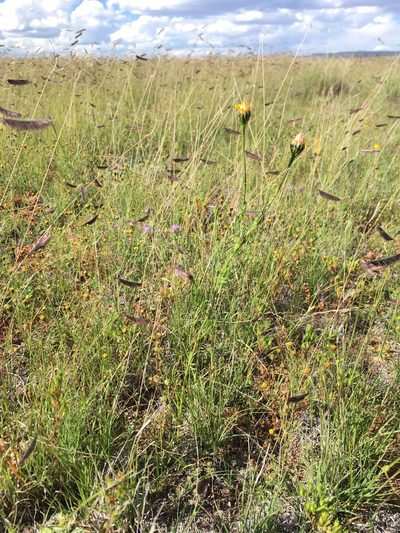 Adenophyllum wrightii, photographed by Cecelia Alexander