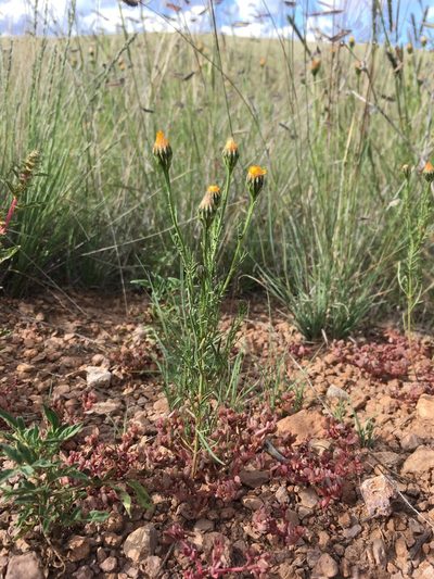 Adenophyllum wrightii, photographed by Cecelia Alexander