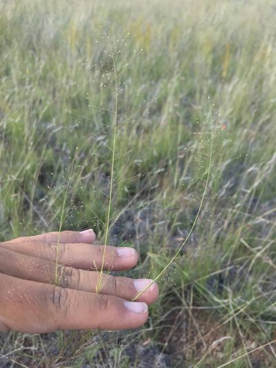 Muhlenbergia minutissima, photographed by Cecelia Alexander