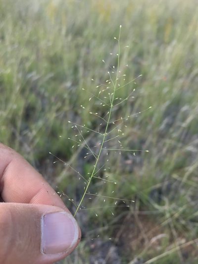 Muhlenbergia minutissima, photographed by Cecelia Alexander