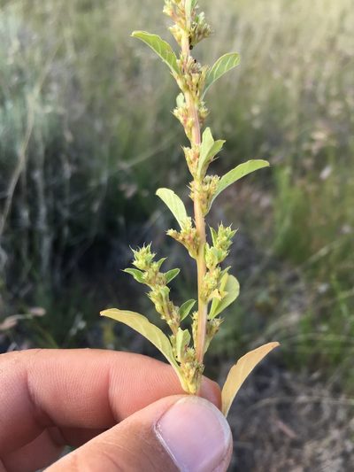Amaranthus watsonii, photographed by Cecelia Alexander