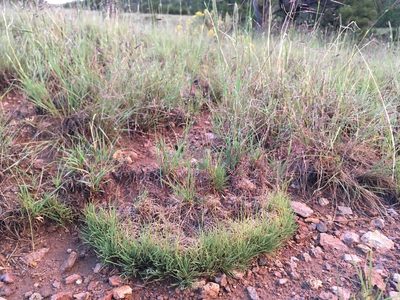 Muhlenbergia torreyi, photographed by Cecelia Alexander