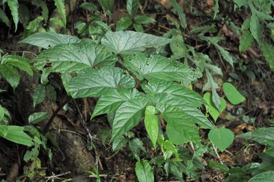 Begonia longifolia, photographed by Cynthia Su