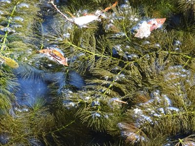 Ceratophyllum submersum, photographed by Grzegorz Grzejszczak